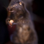 black_squirl_-8099
